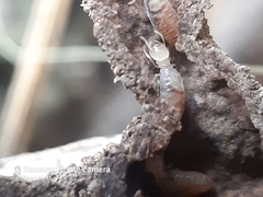 Termitinae