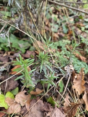 Rosemary