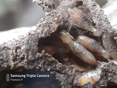 Termitinae