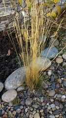 Festuca gracillima