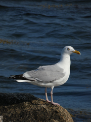 American Herring Gull