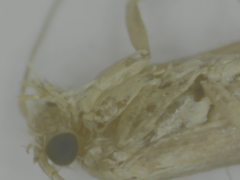 Lepidoptera