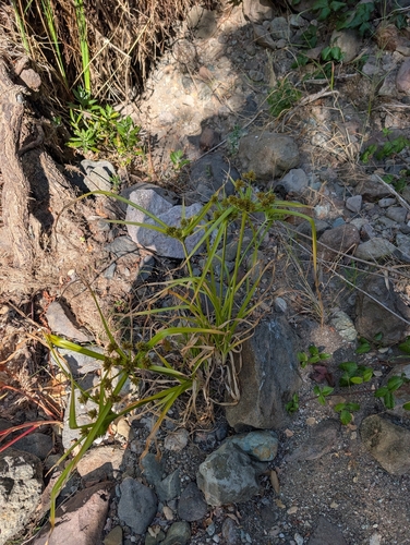iNaturalist observation photo of Flatsedges