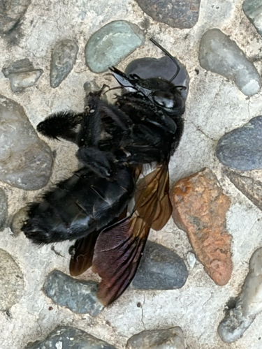 Bronze-winged Bamboo-Carpenter