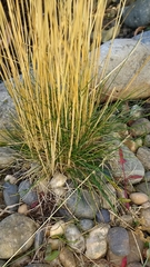 Festuca gracillima