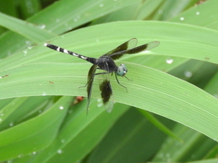 Erythrodiplax attenuata