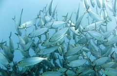 Decapterus macarellus