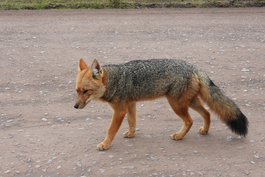 Lycalopex culpaeus, Cachi, Salta, Argentina, by erikaeg_1985