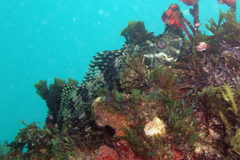 Aplodactylus lophodon