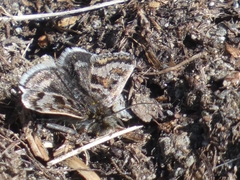 Metaxmeste schrankiana