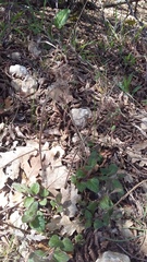 Clinopodium caucasicum