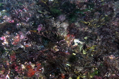 Chironemus marmoratus