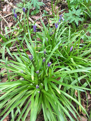 Hyacinthoides non-scripta