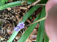 Hyacinthoides non-scripta