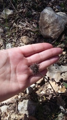 Clinopodium caucasicum