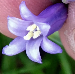 Hyacinthoides non-scripta