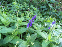 Hyacinthoides non-scripta