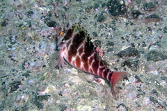 Cirrhitichthys aprinus