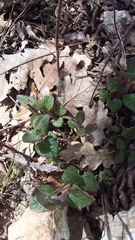 Clinopodium caucasicum