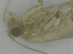 Lepidoptera