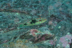Halichoeres margaritaceus