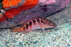 Hypoplectrodes maccullochi