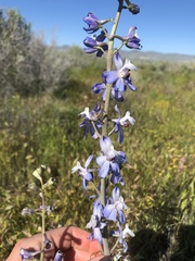 Delphinium recurvatum