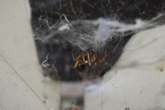 Steatoda albomaculata