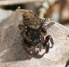 Evarcha hoyi