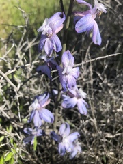 Delphinium recurvatum