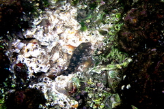 Parablennius intermedius