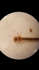 Aedes canadensis