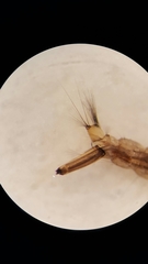 Aedes canadensis