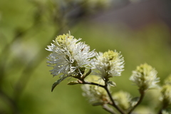 Fothergilla