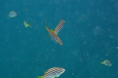 Schuettea scalaripinnis