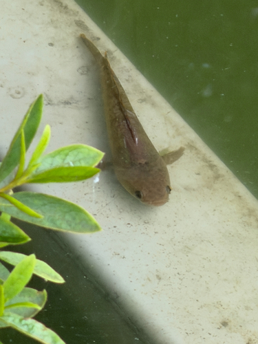 Red-tailed Snakehead
