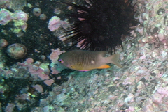 Plectroglyphidodon gascoynei