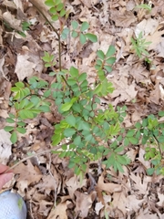 Rosa multiflora