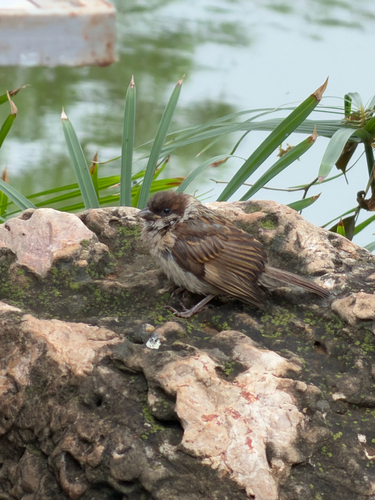 Eurasian Tree Sparrow