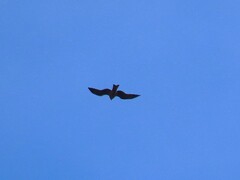 Black Kite