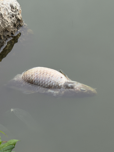 Amur Carp