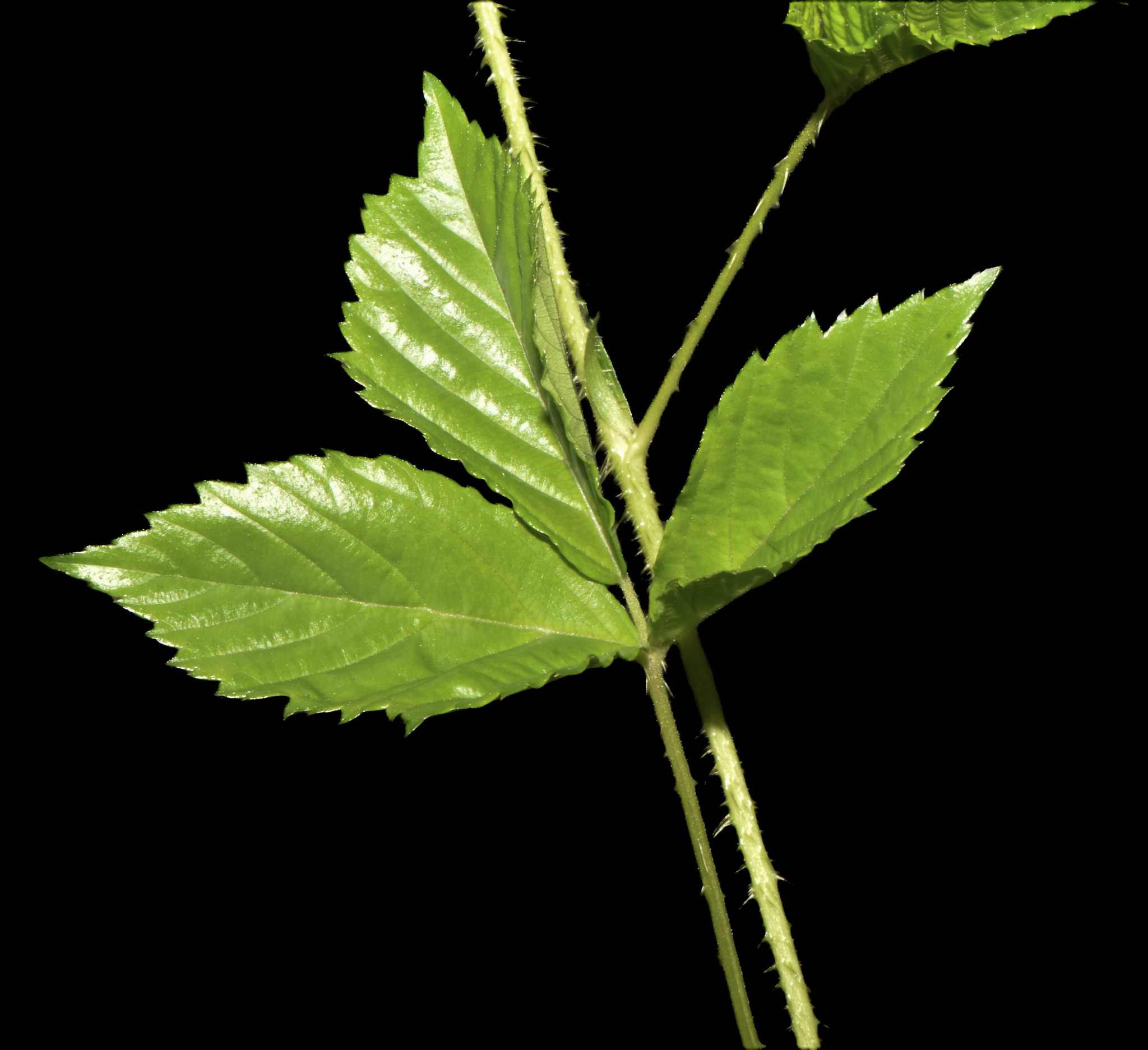Rubus X trifrons