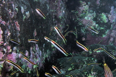 Trachinops taeniatus