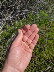 Deschampsia danthonioides