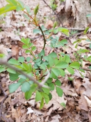 Rosa multiflora