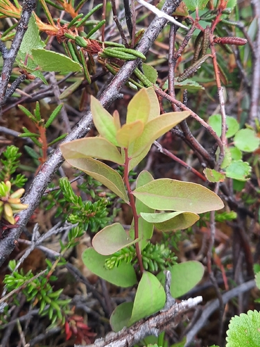 Northern Comandra