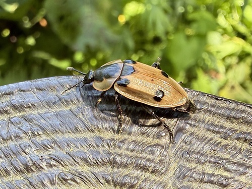 Dendroxena sexcarinata