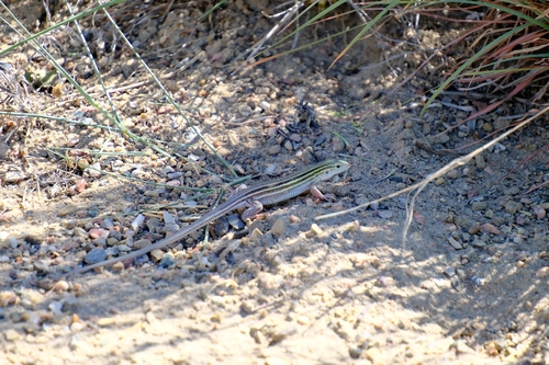Prairie Racerunner