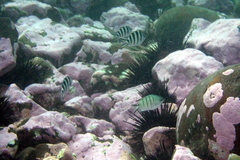 Abudefduf whitleyi