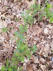 Rosa multiflora